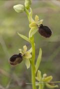 Ophrys pseudoatrata